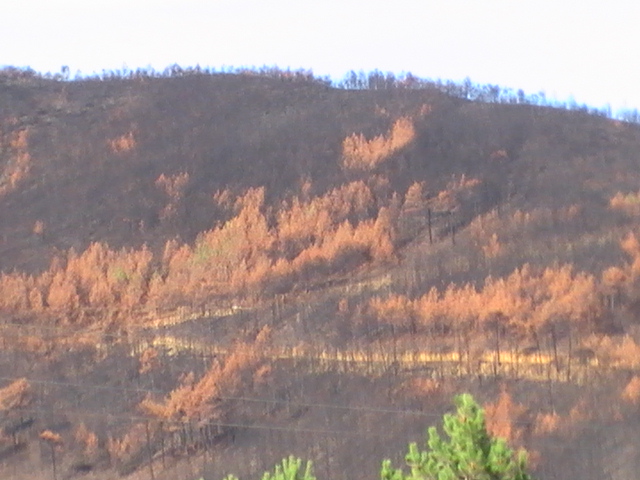 Brændt bjerglandskab 2009
